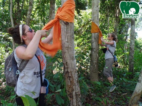 This is the way how to save and protecting the trees