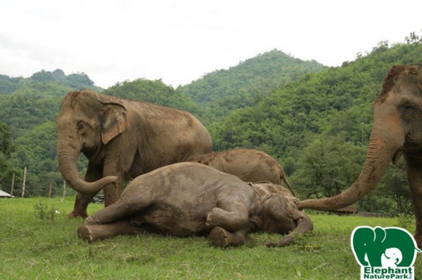 Faa Mai get a short nap and Dok Mai also stand to sleep behind her.