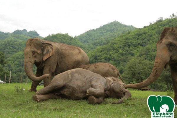  Faa Mai get a short nap and Dok Mai also stand to sleep behind her. 