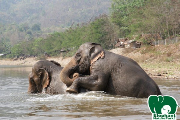  Tilly ( Lamed ) play with her best friend Kham Puan while they swimming.