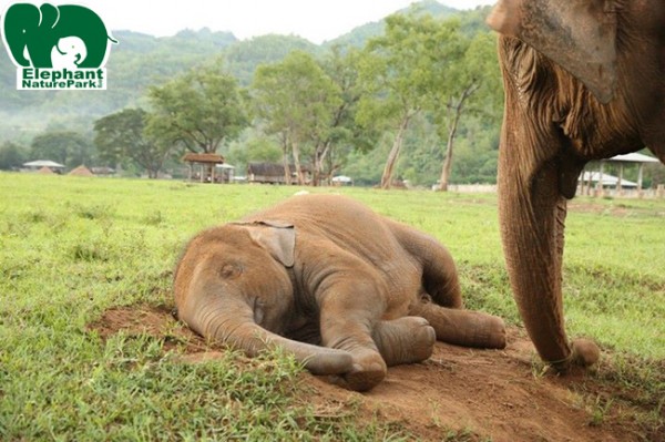 Navann sleep while Nanny Kham Pan keep an eyes on him