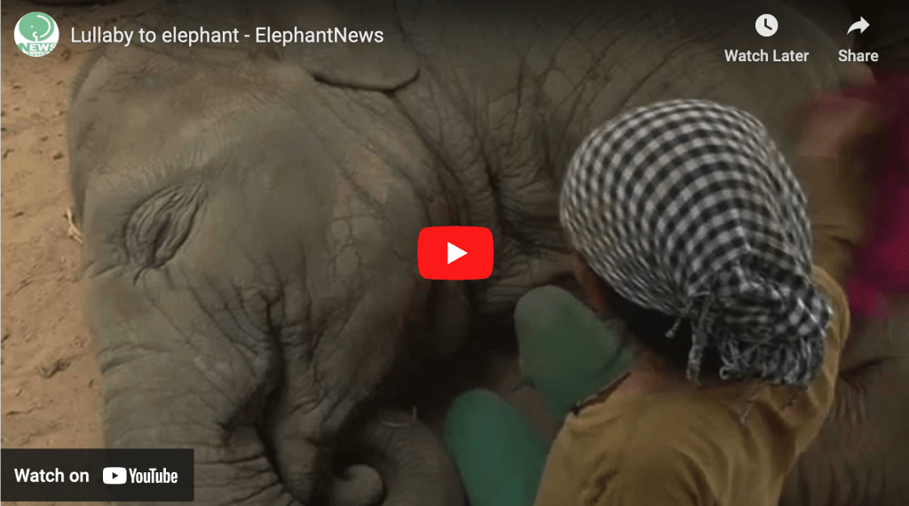 Lek’s baby elephant lullaby goes viral