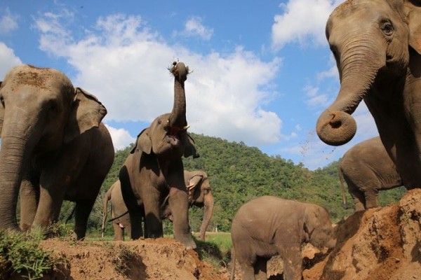 See how happy when with friends and family, so beautiful trunk and his small  tusks.