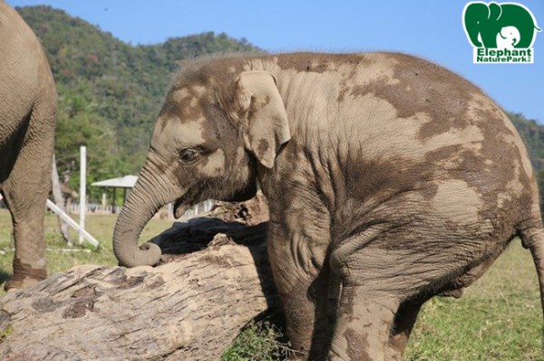 Dok mai thinking what to do with the log.