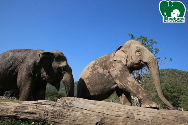 Climbing to the top of the log.