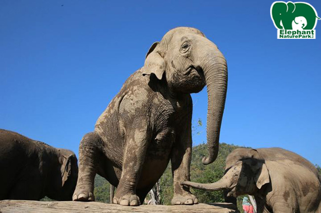 Elephant play ground