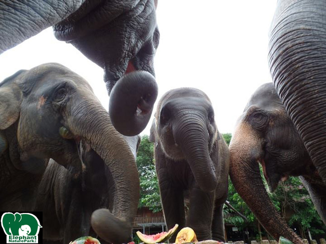 Looking at the view from the eyes of a freshly born elephant