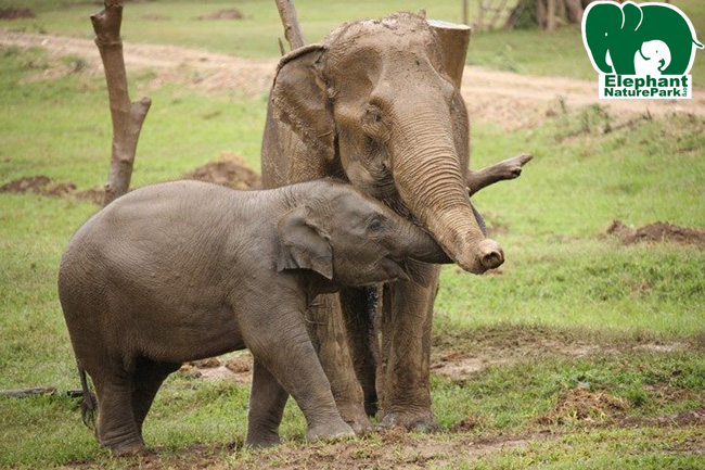 The wonderful world of a baby elephant
