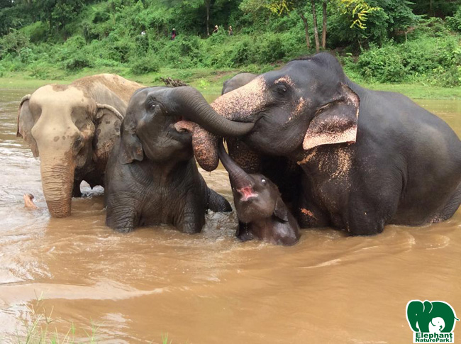 Elephant Nature Park News - Watching the herd just make our weekend full of smile and happy^^
