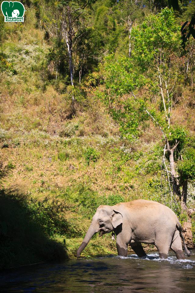 Journey to Freedom now open all year round - Elephant Nature Park Journey to Freedom now open all year round - Elephant Nature Park