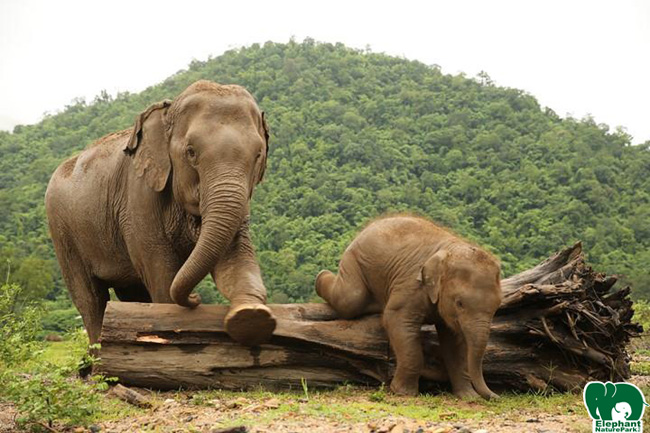Learning to deal the hardships. What an elephant can teach us.