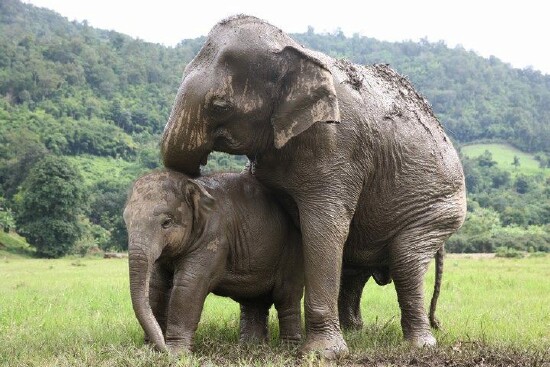 Nanny’s daily work for baby elephant Navaan