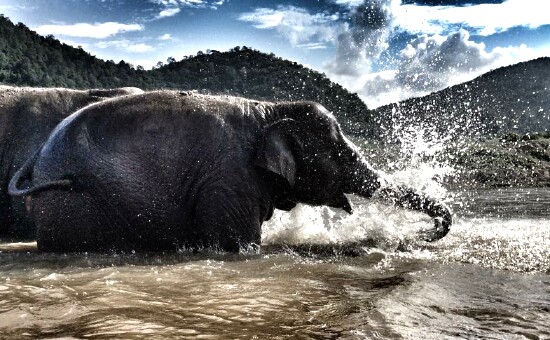 Beautiful elephant FaaMai bathing in evening