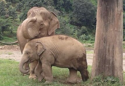 Baby Elephant Navaan and Nanny