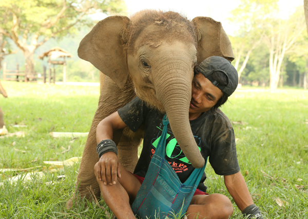Love between mahout and elephants