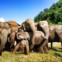 Elephant Celebration – Happy 2nd Birthday Navaan.