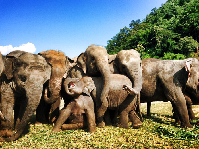 Elephant Celebration – Happy 2nd birthday Navaan.