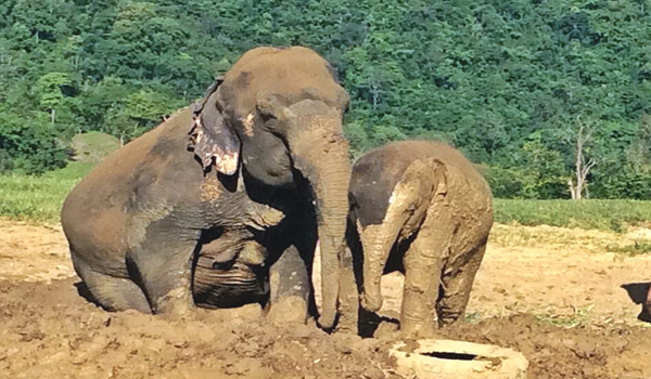 Elephant of the week, Ponsawan the land mine victim