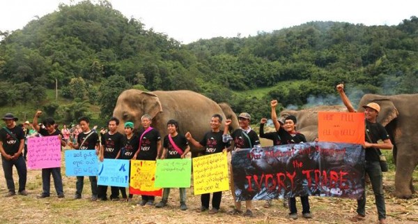 support for elephants, by elephants