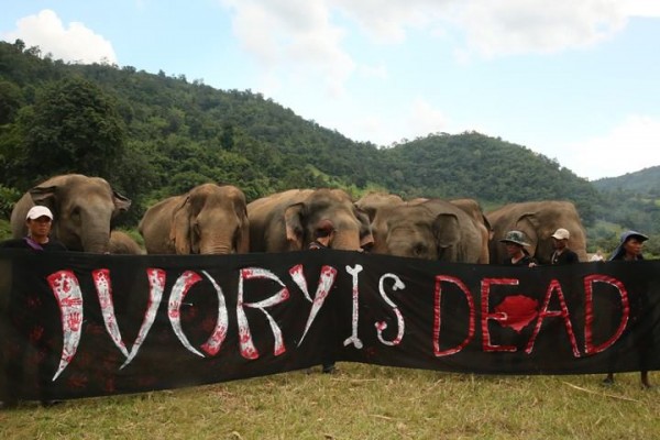 Please do not buy any ivory products - they mean death and misery to beautiful elephants