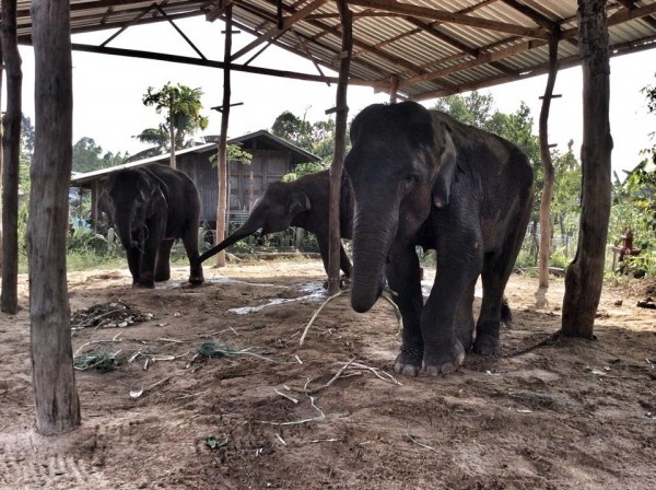 Seree stand chained at the shelter with the others 4 friends who also work at street begging.