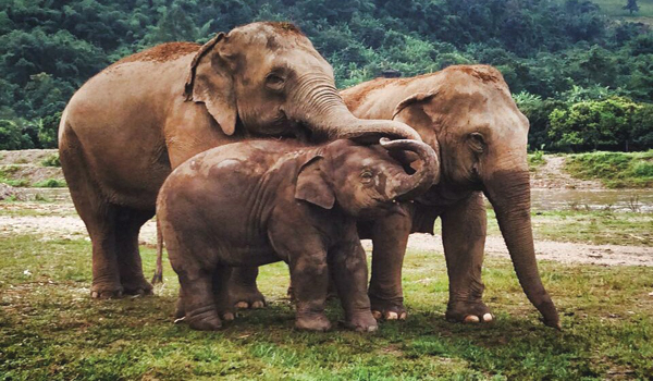 Navann, lucky and maekeaw