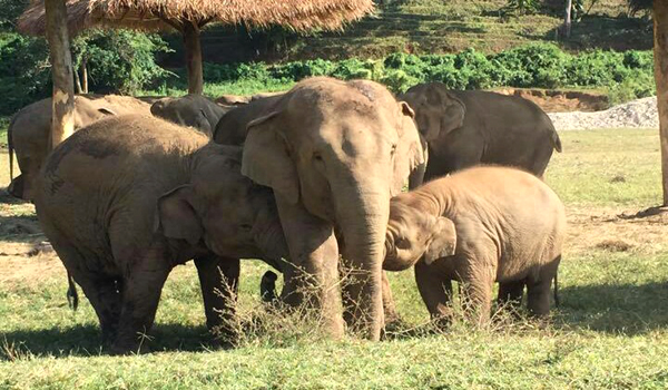 DokMai, our queen of the flowers is blooming at Elephant Nature Park