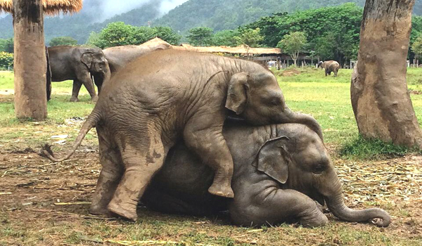 Naughty baby elephants are playing like a naughty boy