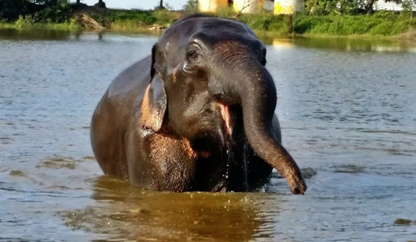 FaaSai is showing her happy life at Surin project