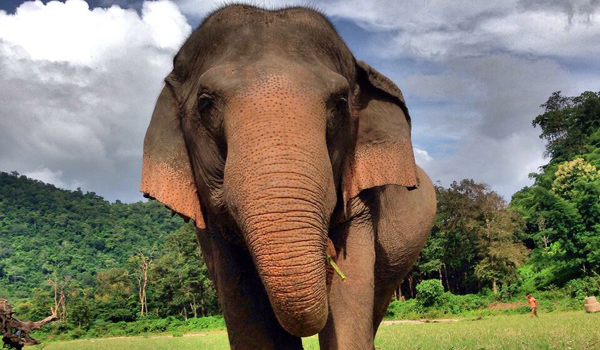 Elephant of the week, Mae SriNuan the gentle and feminine elephant