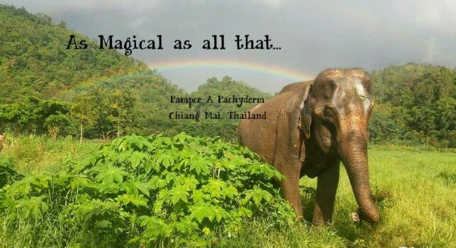 Elephant of the week, Mae Dao Ruang our sparkling star
