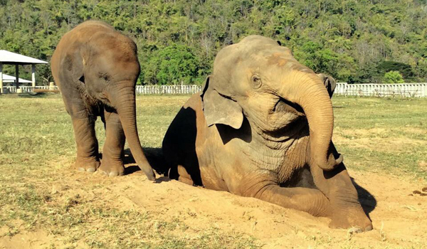 Faa Sai, the abused elephant has recovered herself with love from the herd and the freedom of living bring her the happiness.