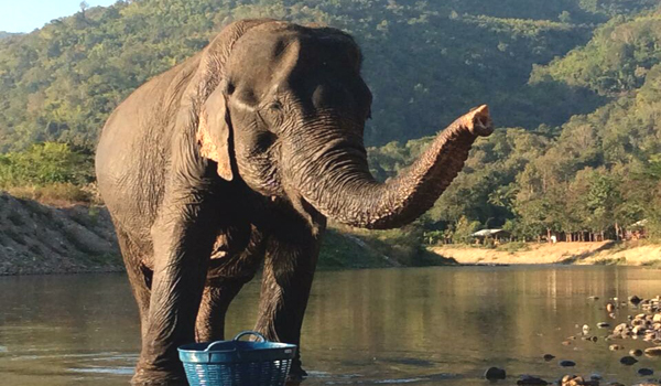 Jaidee starting a new life of freedom at Elephant Nature Park