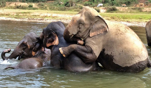 Our nanny elephant: MalaiTong, Ponsawan and Mintra are playing in the river together