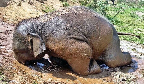 Photo for funny baby elephant slips in mud