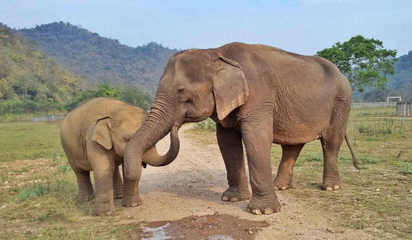 Jaidee is making the decision which herd will be her new family ?