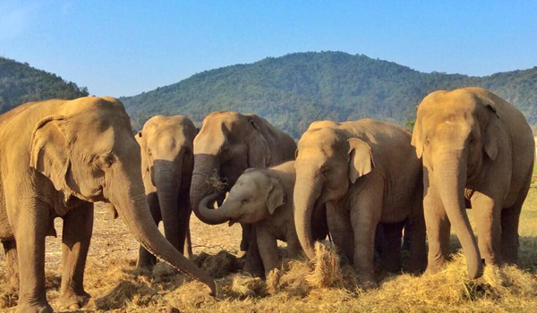 Jaidee meet Faa Mai’s herd, see how they welcome her.