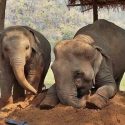 Baby Elephant Navaan And His Latest Nanny, SookSai Playing With The Sand Like They Are The Playmate.