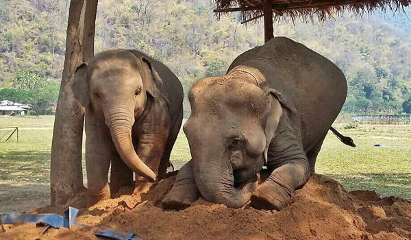 Baby Elephant Navaan and his latest nanny, SookSai playing with the sand like they are the playmate.
