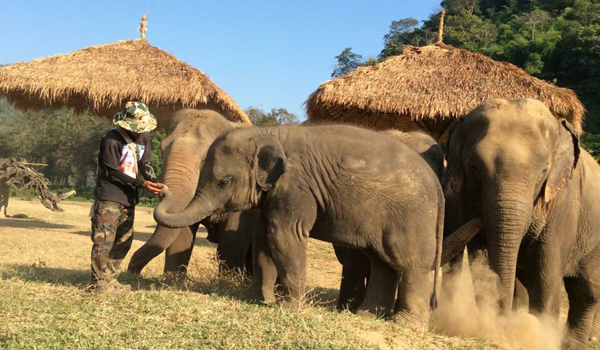 Baby elephant Yindee are growing happily with the loves from his herd and his mahout.