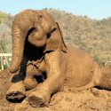 We Healing The Angry Girl, SookSai To Be A Gentle And Happy Elephant With Mud Therapy.