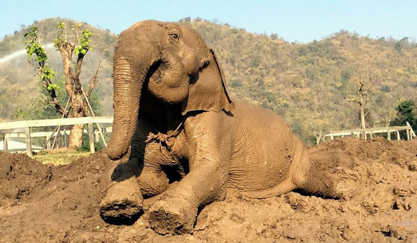 We healing the angry girl, SookSai to be a gentle and happy elephant with mud therapy.