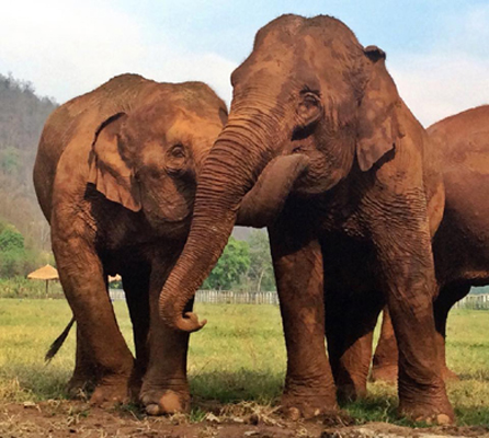 ThaiKoon, KhamPuan and Tilly are the best friend even three of them are the handicap elephant.