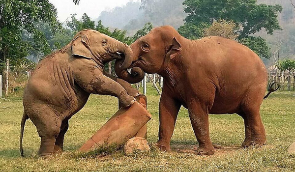 Navaan is showing the male elephant behavior.