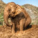 Happy SookSai, She Looks Much Better And Showing  How She Enjoy The Mud Spa.