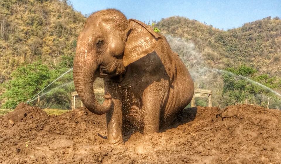 Happy SookSai, she looks much better and showing  how she enjoy the mud spa.