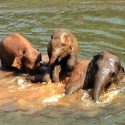 Baby Elephants Enjoy A Great Time Together In The River.