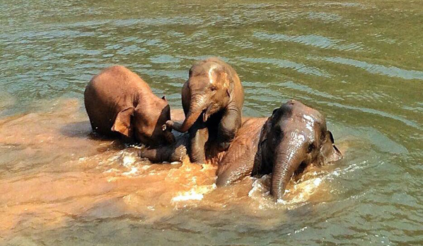 Baby Elephants enjoy a great time together in the river.