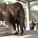 Save Elephant Foundation  Elephant Rescue – SookSai