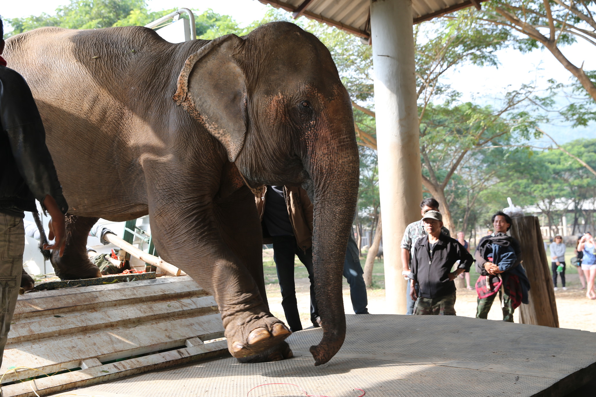 Save Elephant Foundation Rescue Elephant SookSai